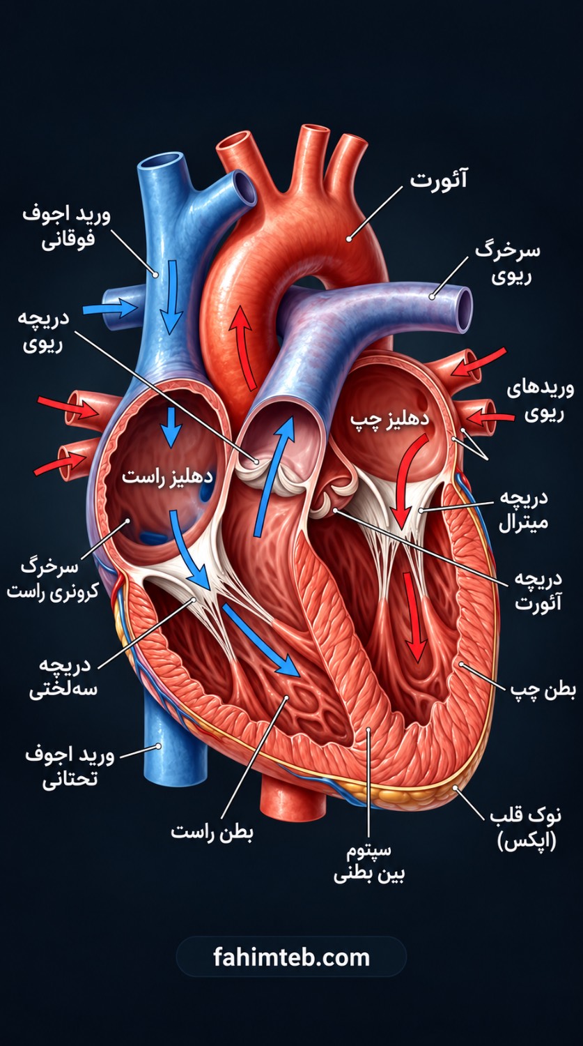 تصوی اول- آناتومی قلب انسان