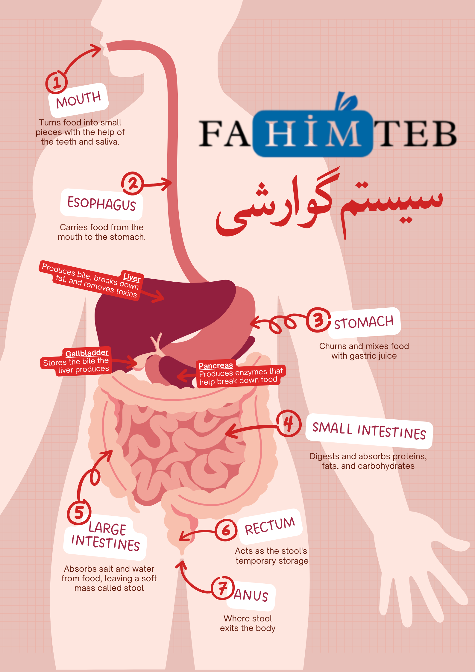 سیستم گوارشی - فهیم طب