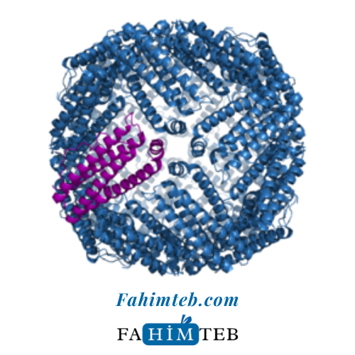 Ferritin - فریتین در آزمایش خون - فهیم طب