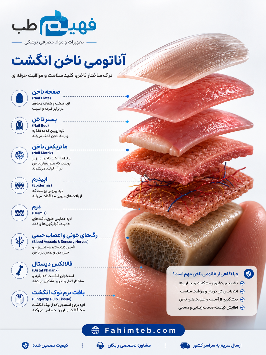 آناتومی ناخن در انسان (۲)