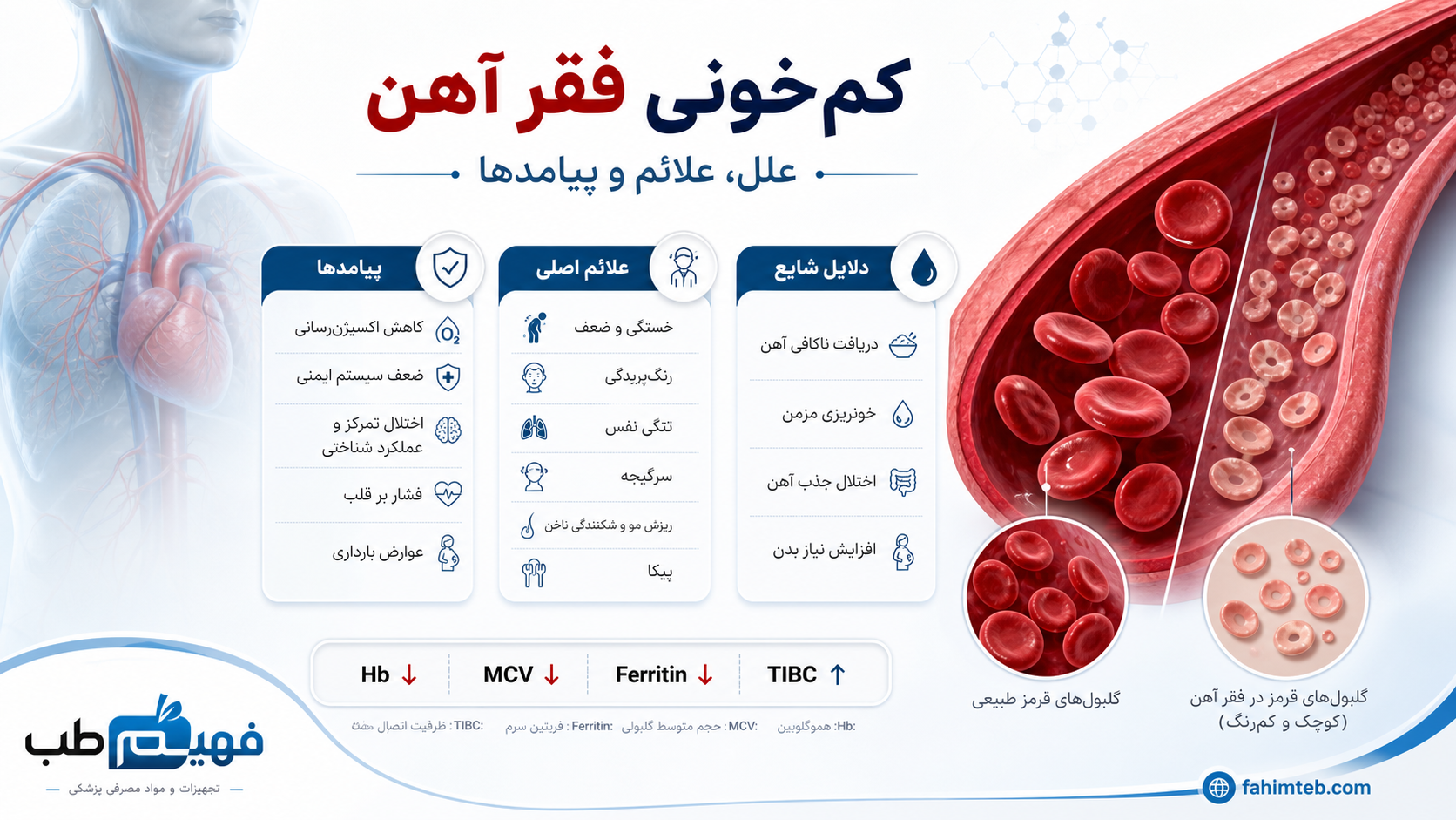 کم خونی فقر آهن| علل، علائم و پیامدها