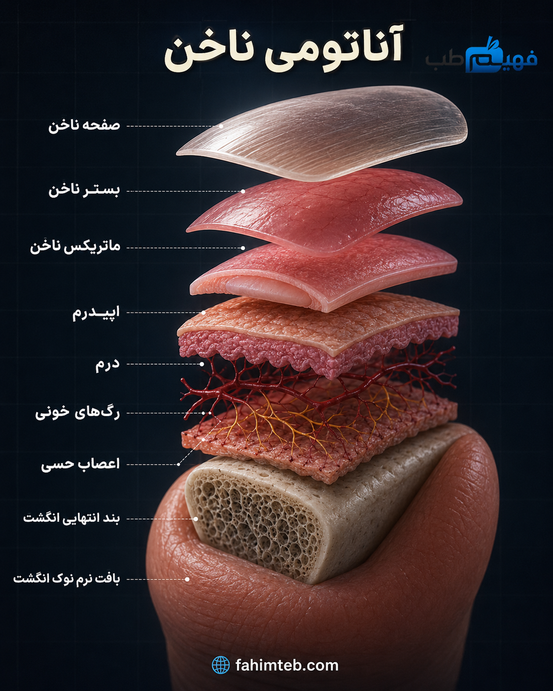آناتومی ناخن در انسان (۱)