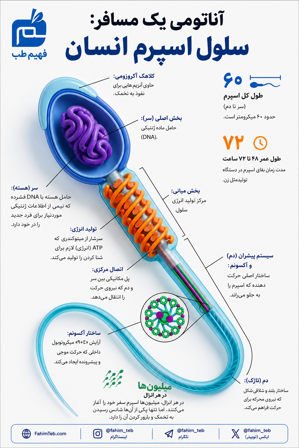 آناتومی اسپرم در انسان