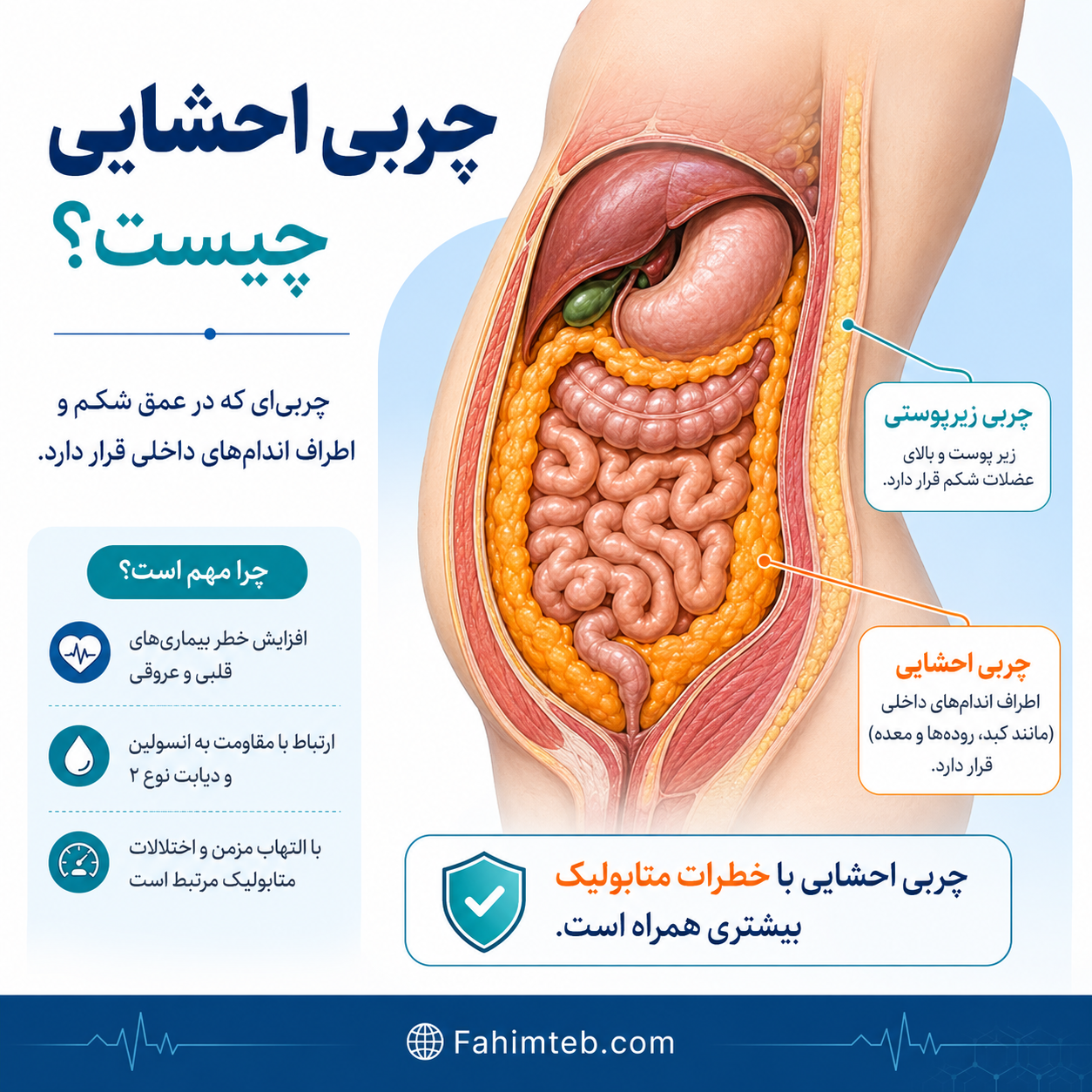 انواع چاقی شکم از نظر پزشکی | علائم، علت و ارزیابی 7 انواع چربی احشایی با عکس